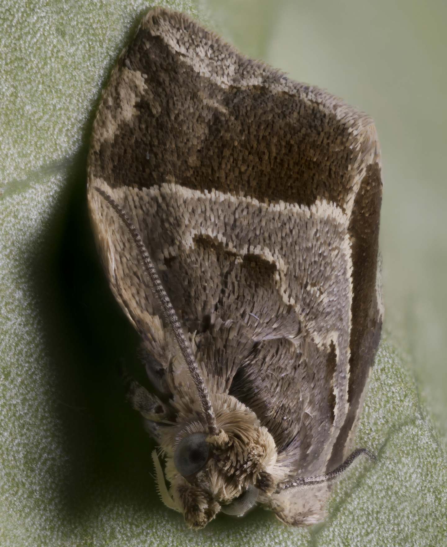 Tortricidae: Clepsis dumicolana